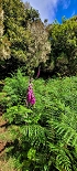 Plants: image 111 Of 208 Thumb